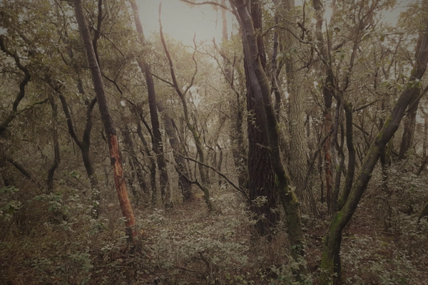 Paysage de forêt dans la brume